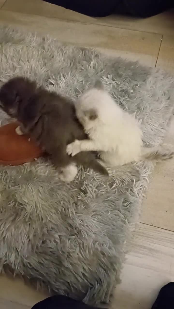 Mixed Breed cats for sale: Persian ragdolls. in Motherwell - Video 2