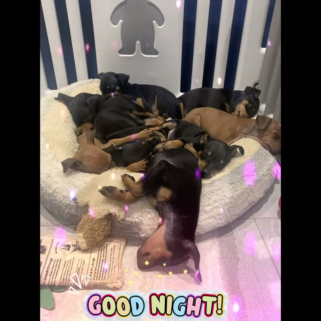 Miniature Pinscher dogs for sale:  Beautiful Purebred Miniature Pinscher Puppies  in Wakefield - Video 1