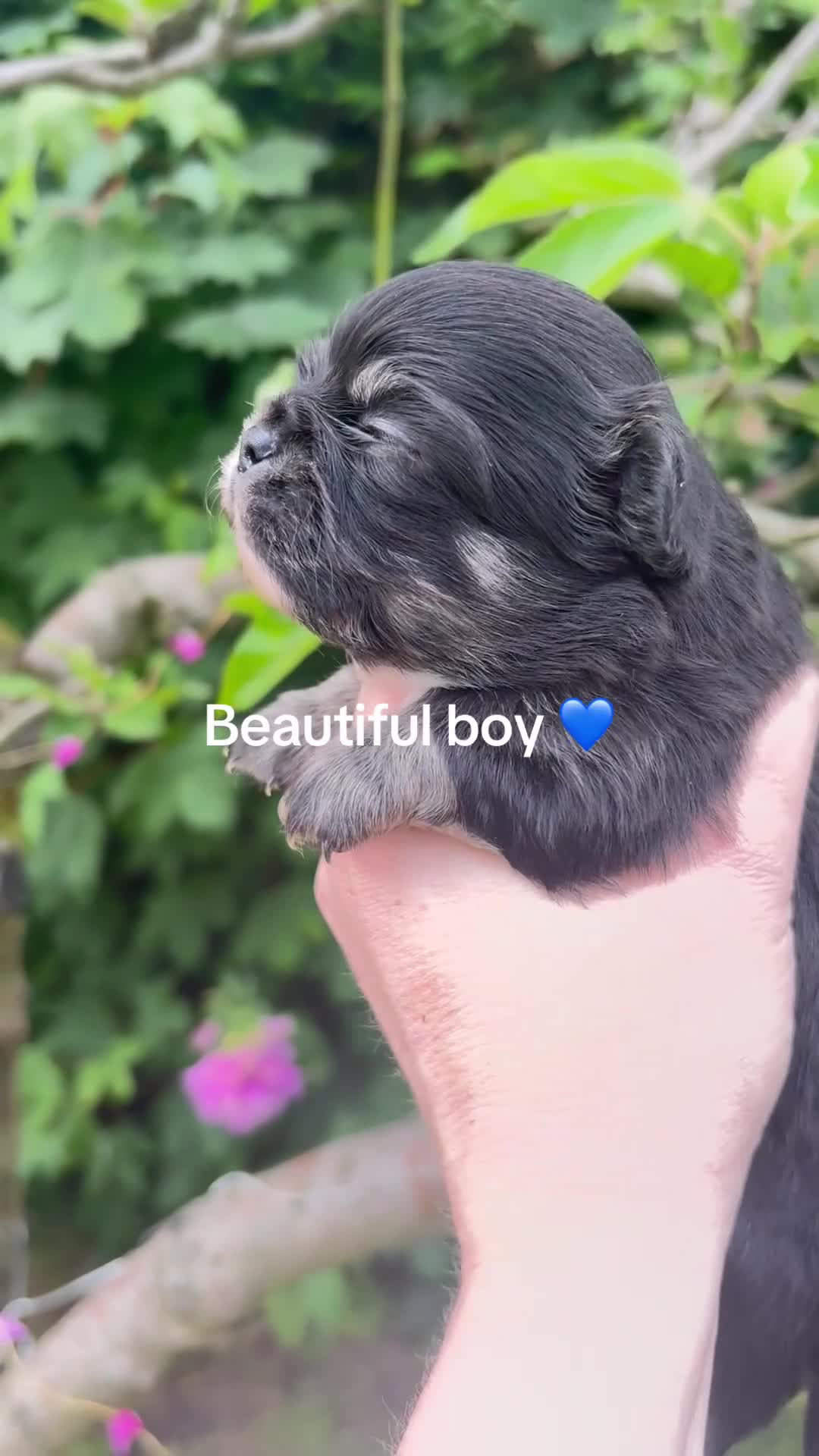 Chihuahua dogs for sale: Exquisite long coat chihuahuas  - Video 1