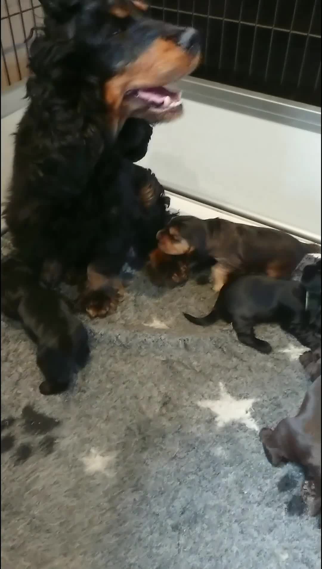 Cocker Spaniel dogs for sale: Trained, Fully Health Tested KC Reg Showline in Wrexham - Video 2