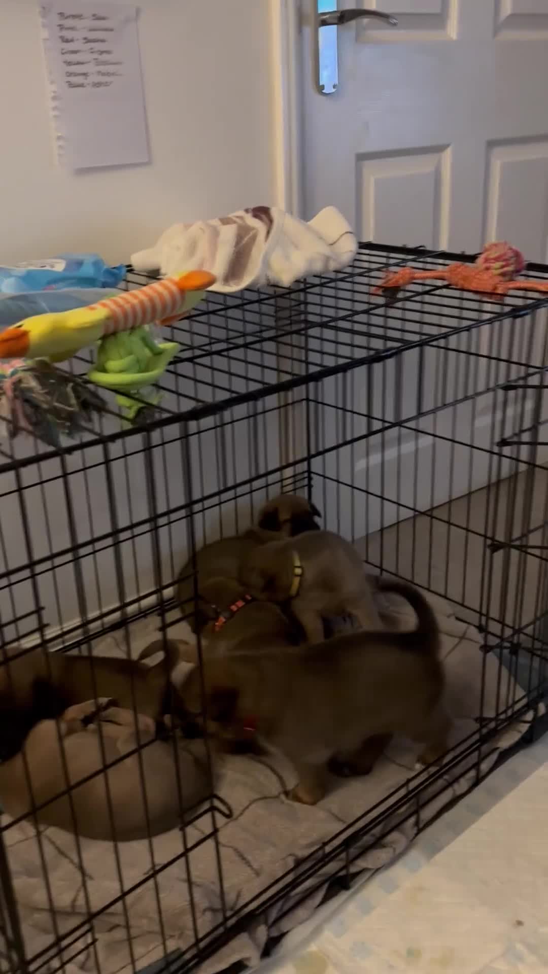 Belgian Shepherd Dog dogs for sale: Belgian Malinois cross puppies for sale.  - Video 2