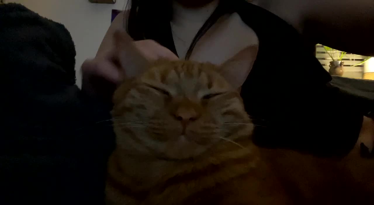Mixed Breed cats for sale: 🐈ODIE🐈 - Video 1