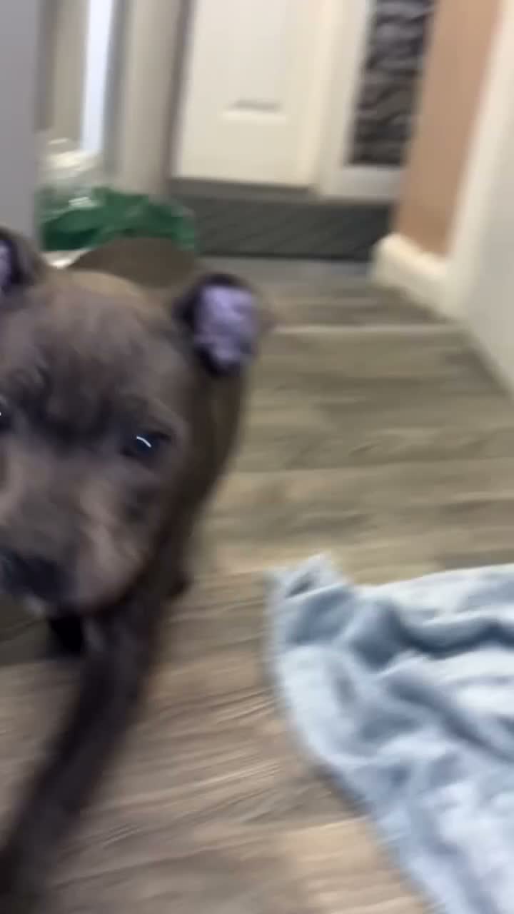 Staffordshire Bull Terrier dogs for sale: Male staffordshire bullterrier💙 - Video 1