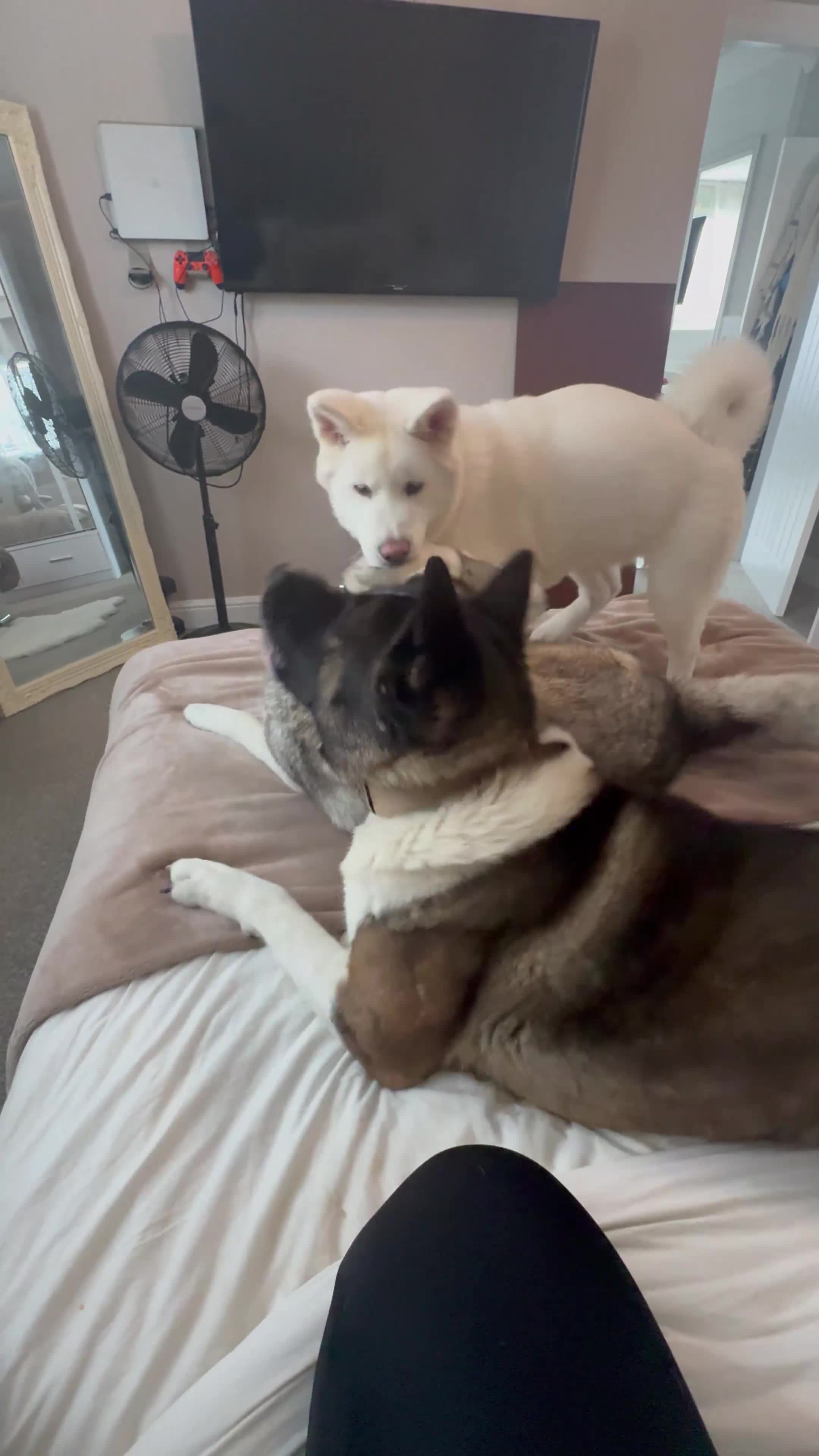 Akita dogs for sale: 2 Akita puppies 1 female 1 male  - Video 1