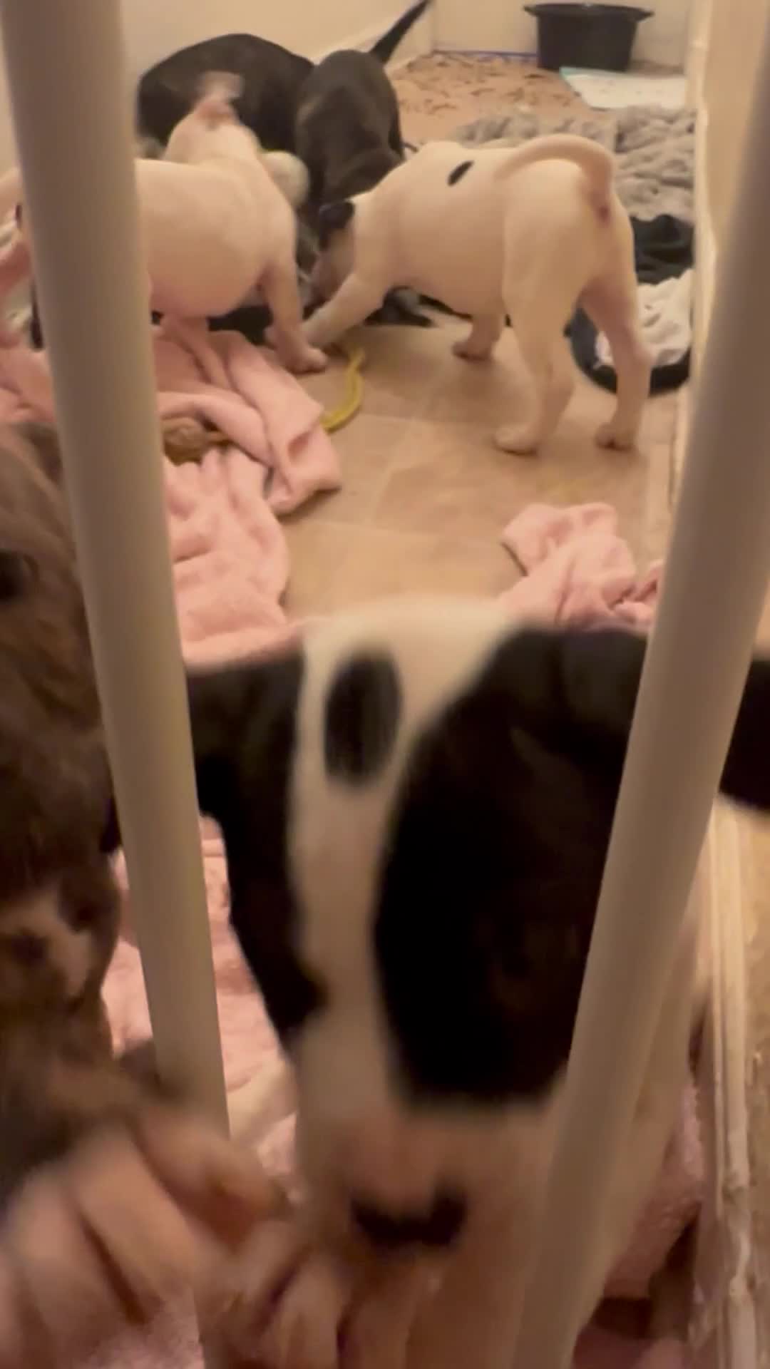 Mixed Breed dogs for sale: American bulldog x staffy 🐶 - Video 1