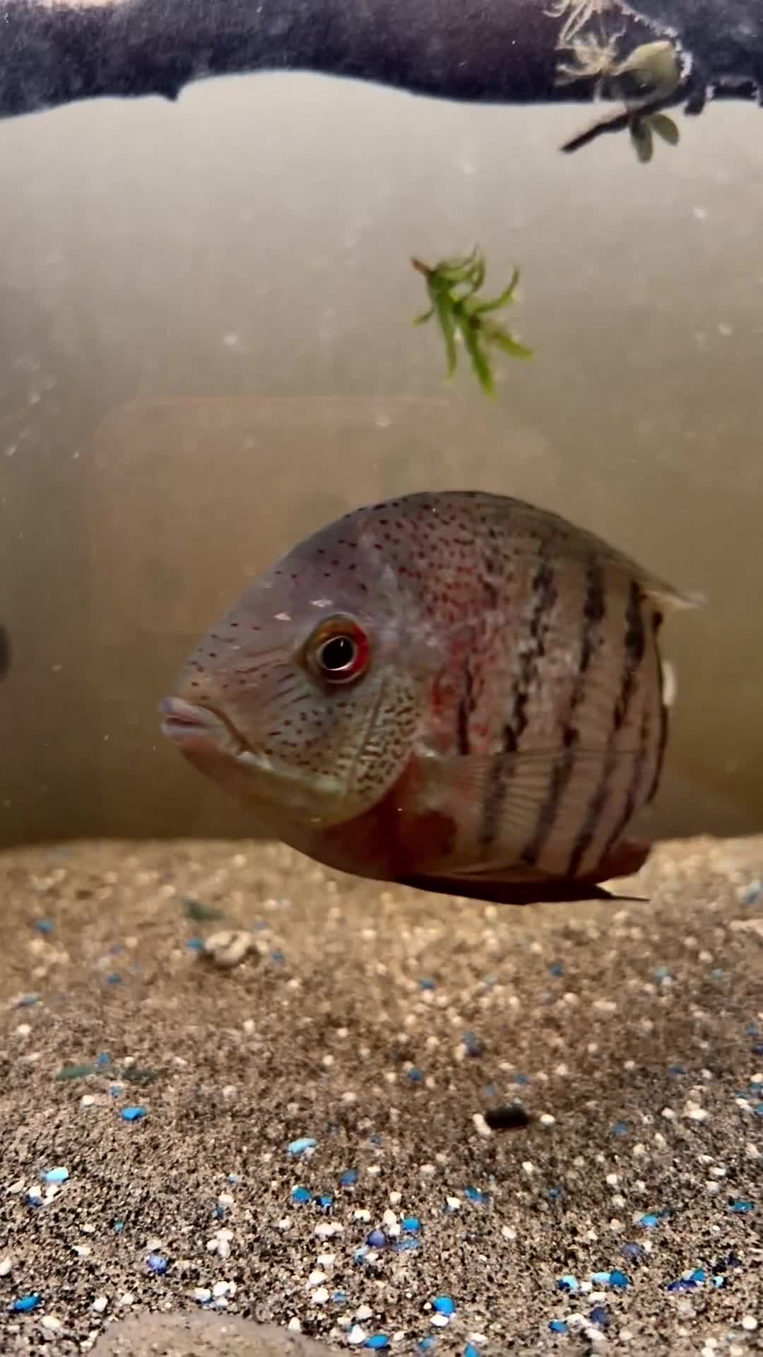 Cichlids fish for sale: Cichlids and Pleco  - Video 4