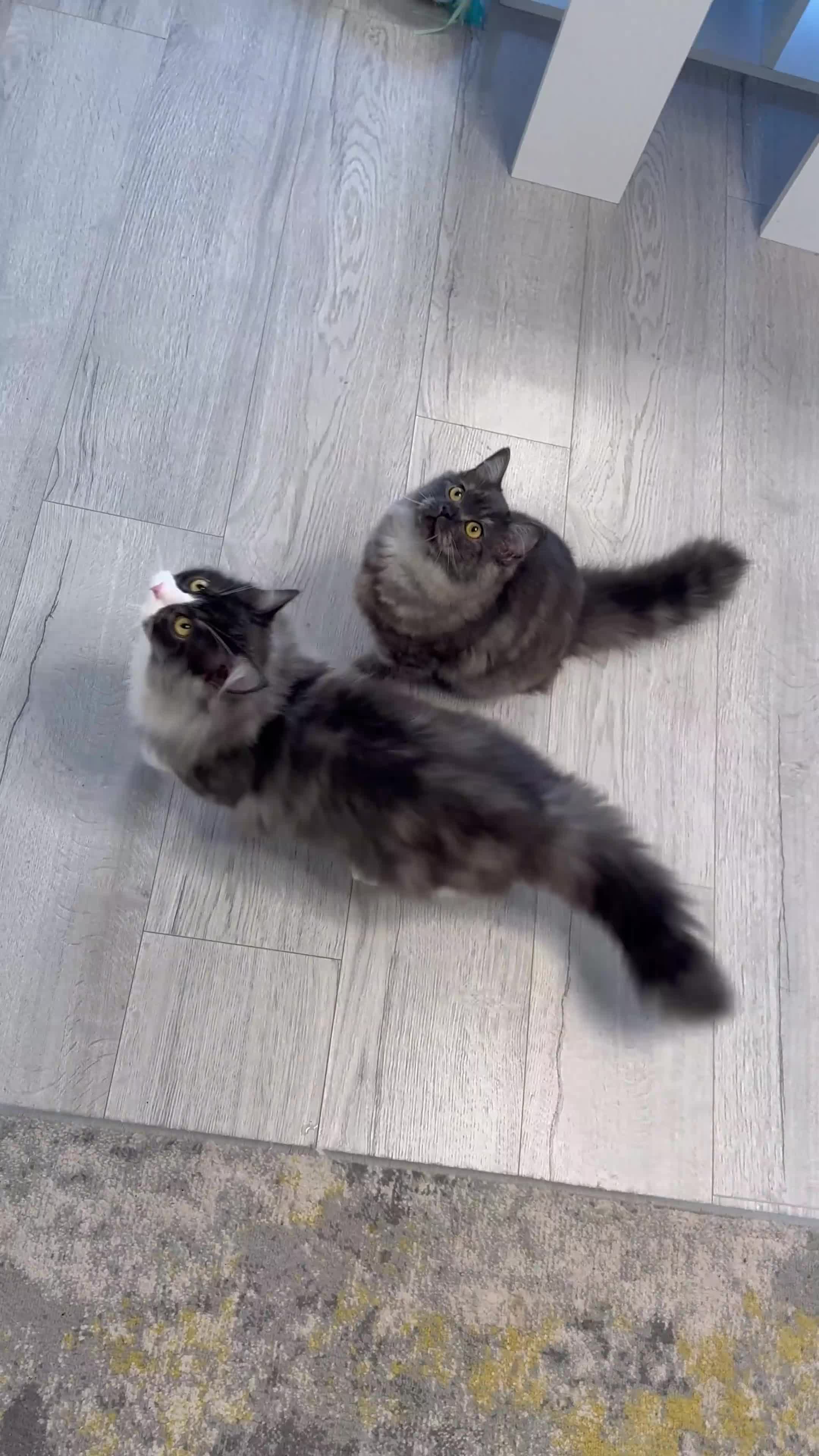 Persian cats for sale: Persian  - Video 1