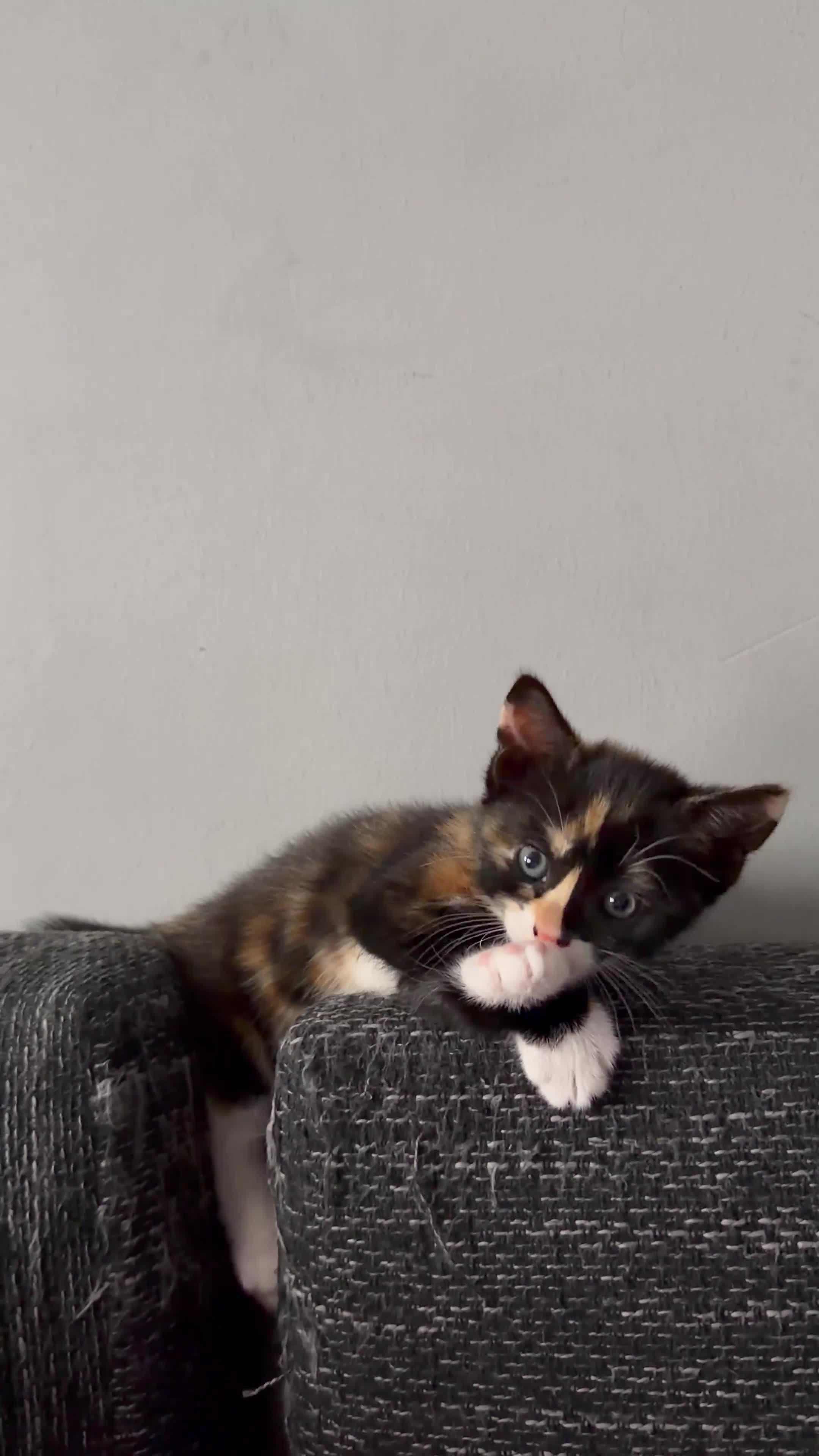 Mixed Breed cats for sale: 2 girls tabby and 2 boys gingers ragdoll tabby mix - Video 4