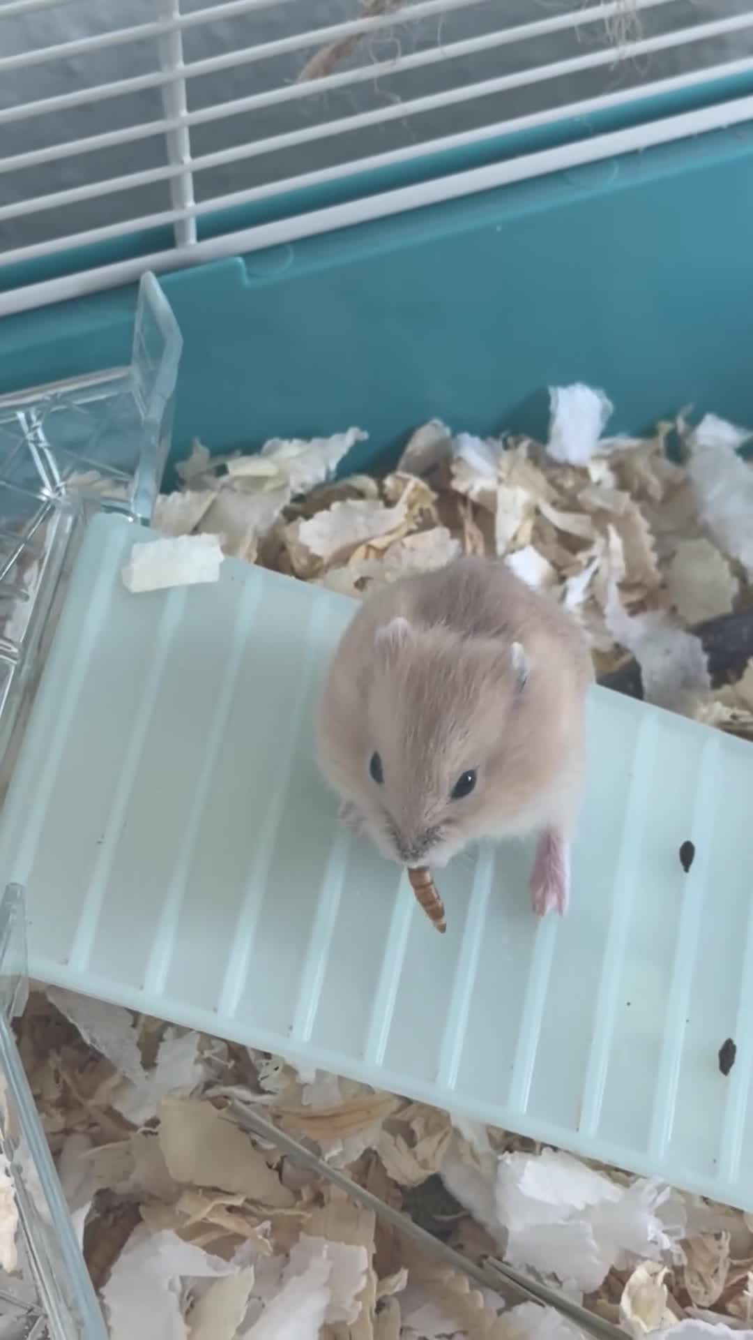 Hamster rodents for sale: Russian Dwarf Hamster  in Winchester - Video 5