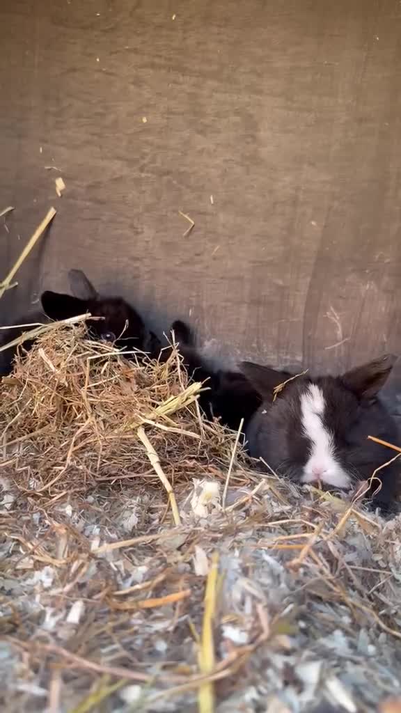 Mini Lion Lop rabbits for sale: Stunning Mini LionLops for Sale  - Video 1