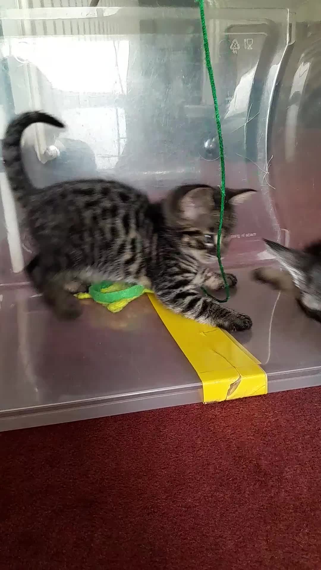 Savannah cats for sale: Top Pedigree Tica Reg F5 Savannah kittens in Darlington - Video 3