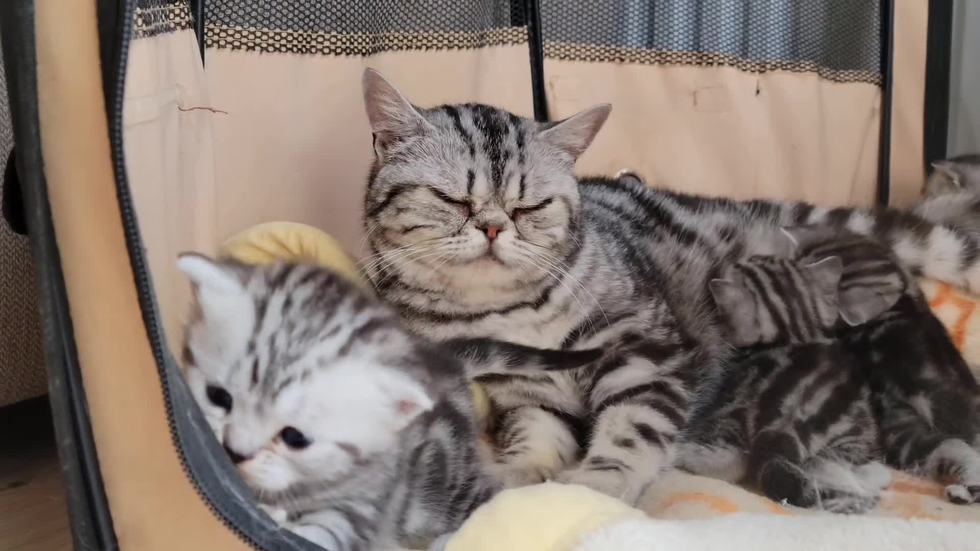 British Shorthair cats for sale: Your Furry Fantasy Awaits! - Video 4