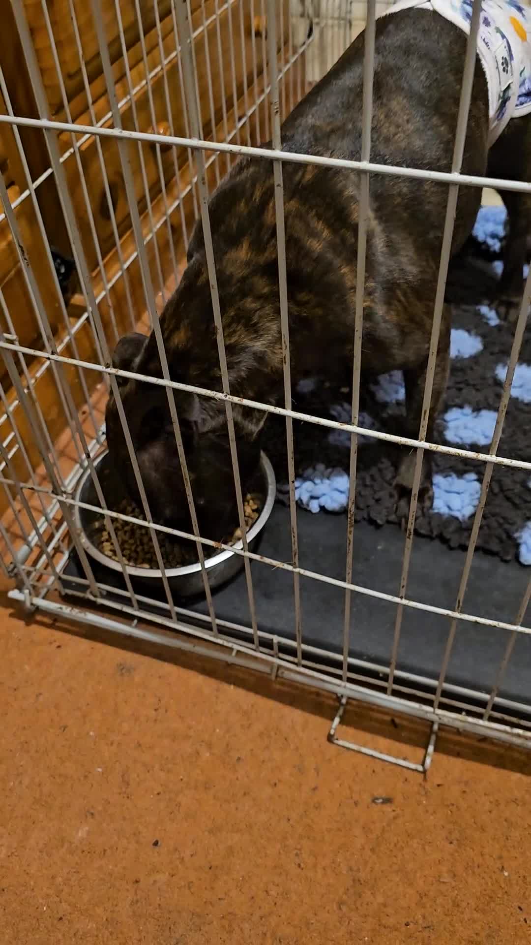 Staffordshire Bull Terrier dogs for sale: FUTURE LITTER ANNOUNCEMENT - Video 4