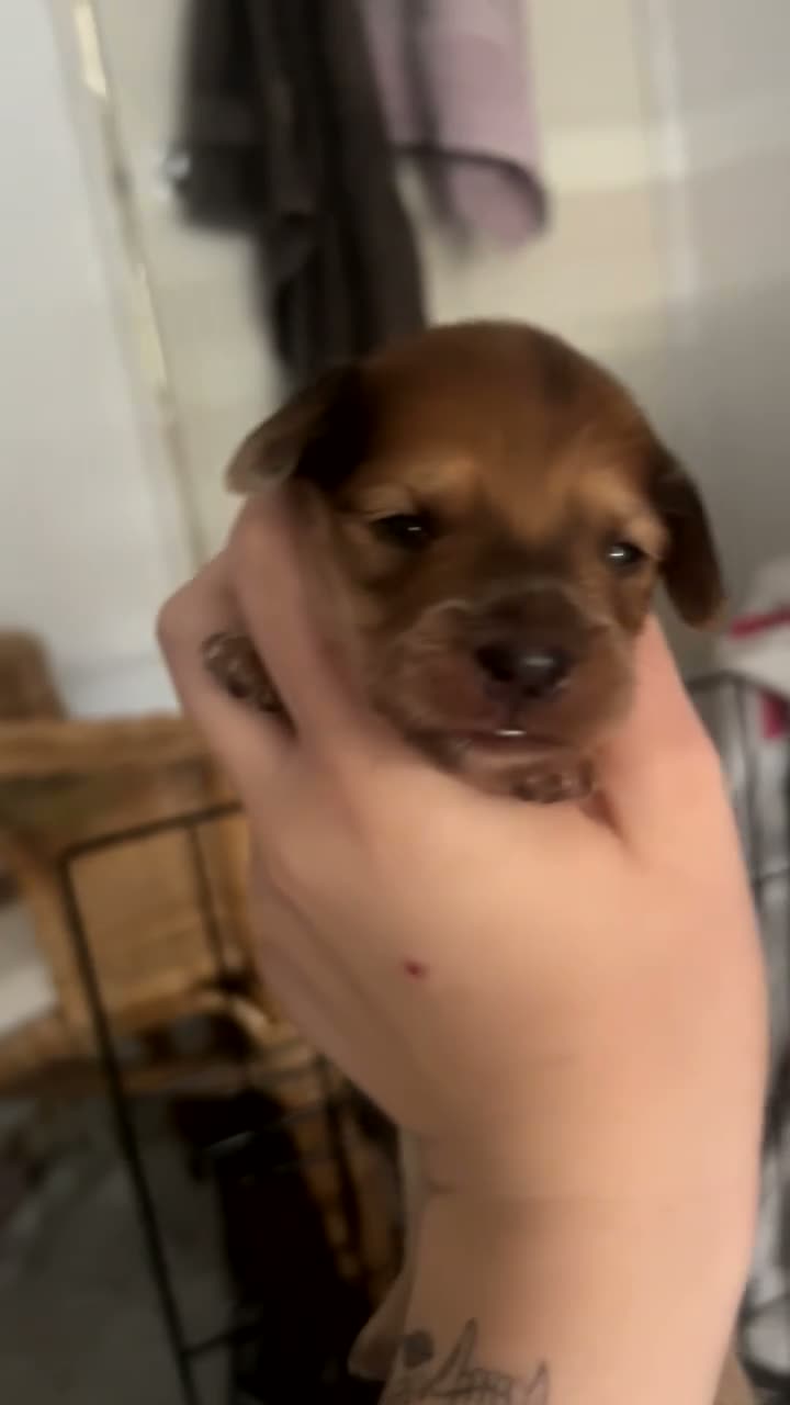 Mixed Breed dogs for sale: Mini dachshund cross  - Video 3