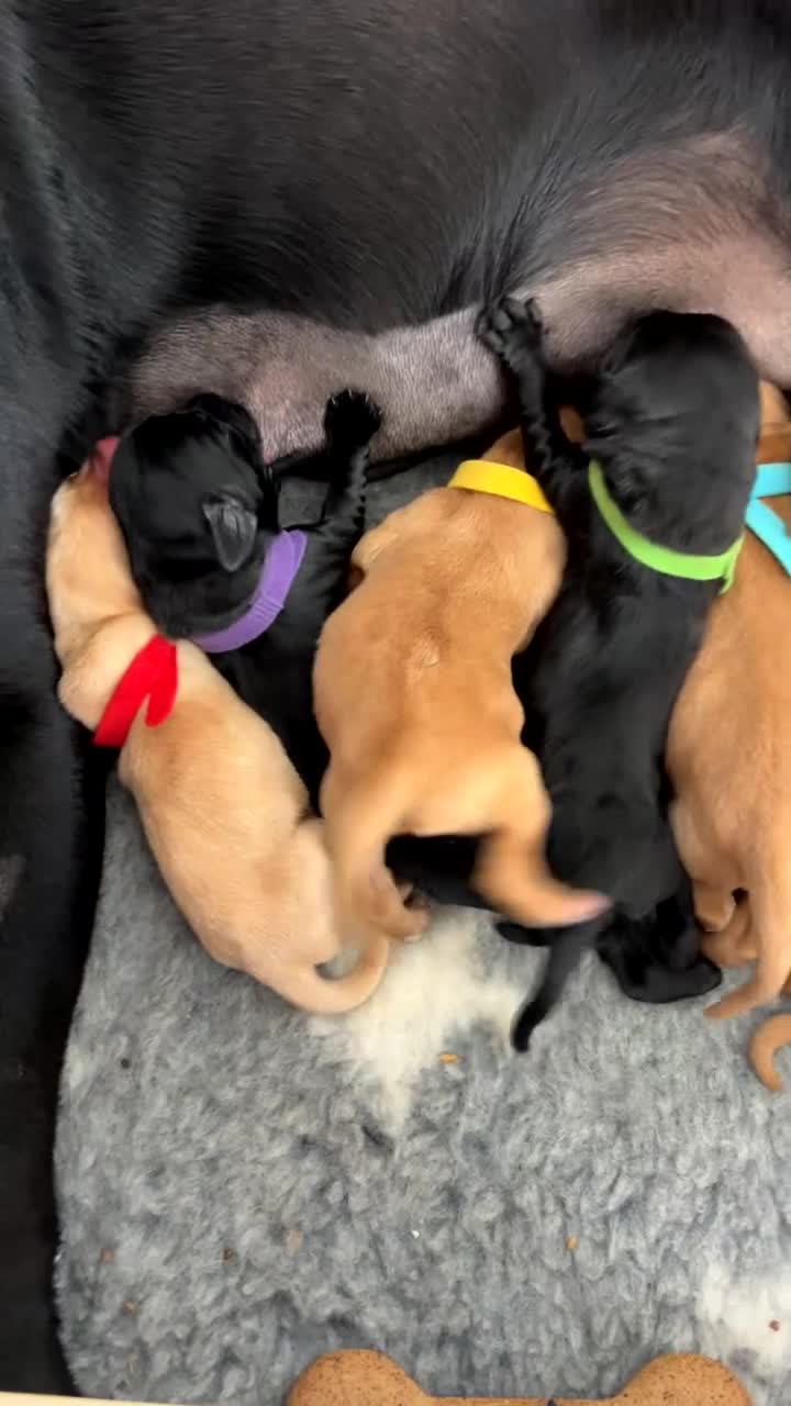 Labrador Retriever dogs for sale: Dual purpose labradors, KC reg, Mixed colours - Video 1