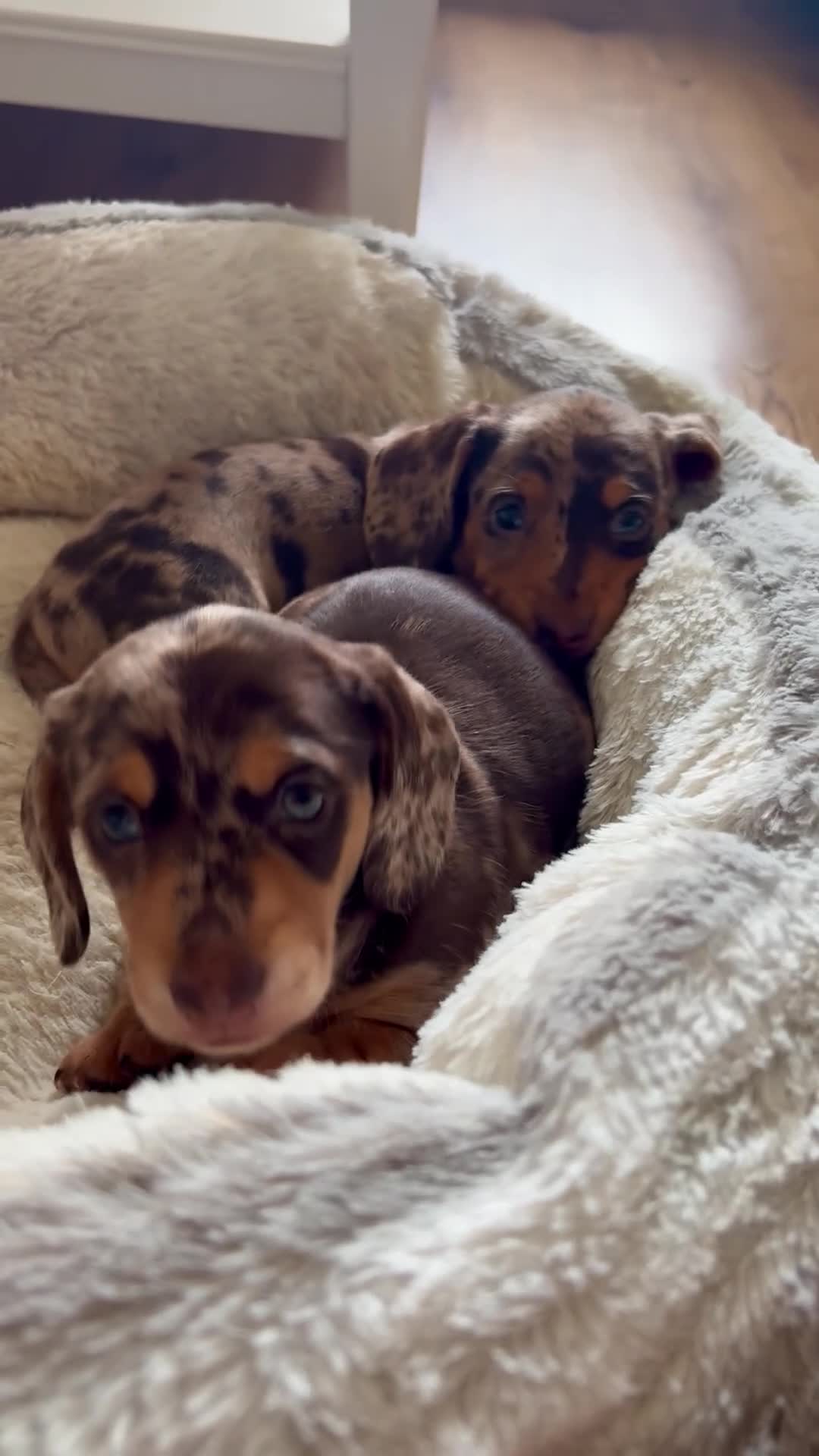 Miniature Dachshund dogs for sale: Miniature Dachshund dapple 1 boy 1 girl  in Skelmersdale - Video 4