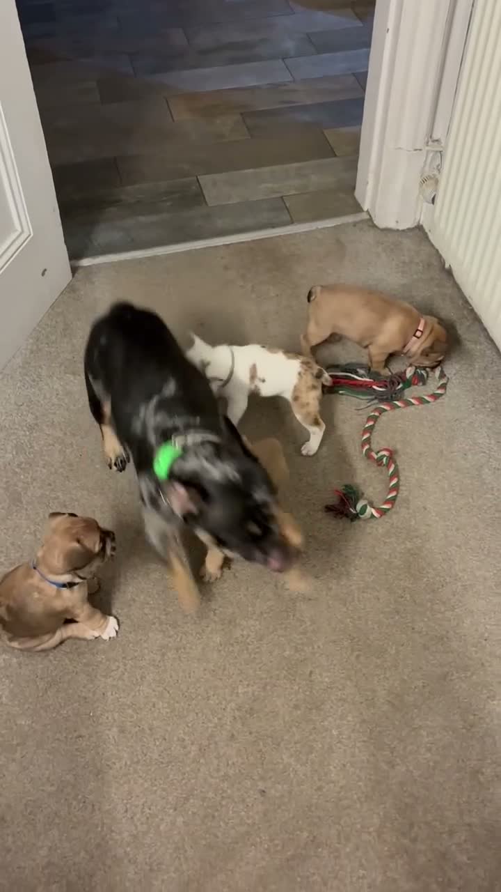 French Bulldog dogs for sale: Special unique Frenchton puppy (Frenchie x Boston) - Video 2
