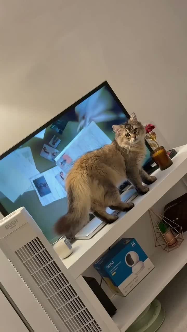 Mixed Breed cats for sale: SW1V 4au in London - Video 1