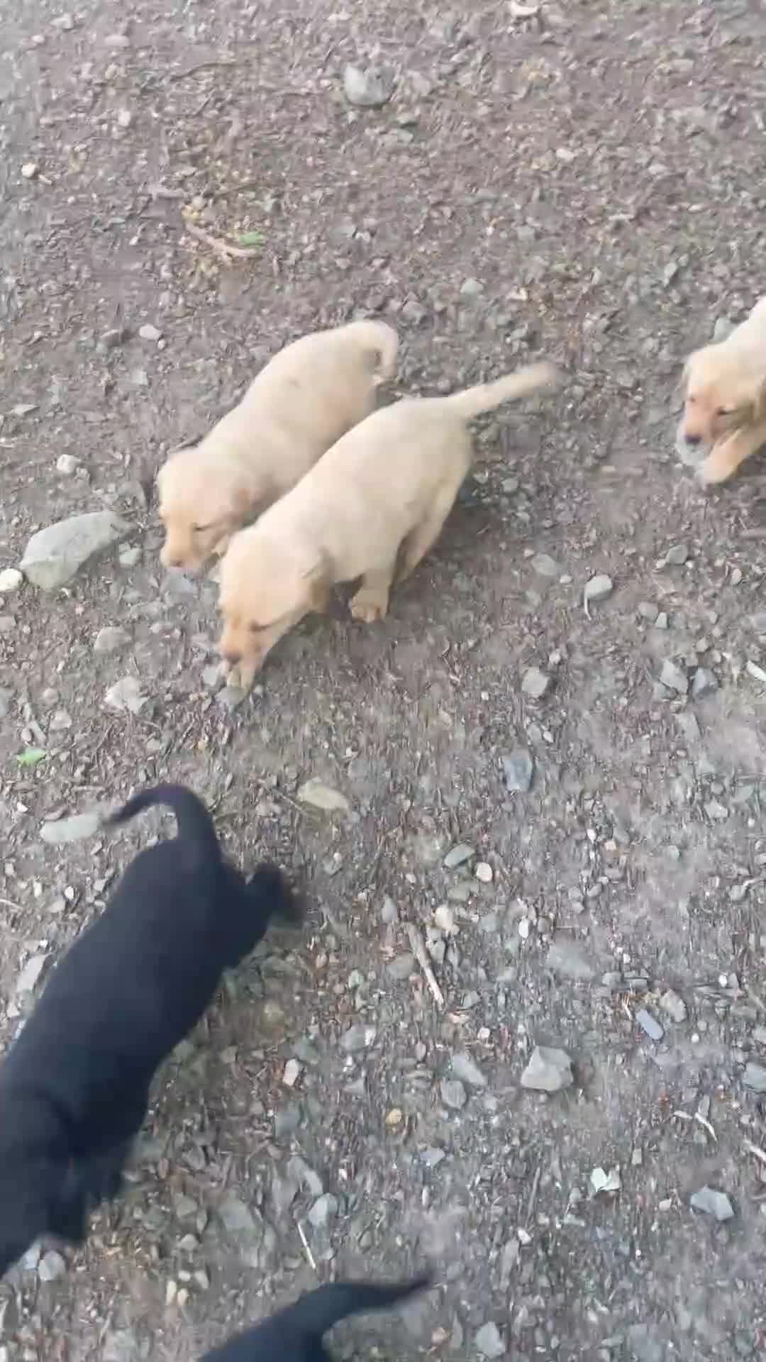 Labrador Retriever dogs for sale: 🐾KC Lab pups  - Video 1