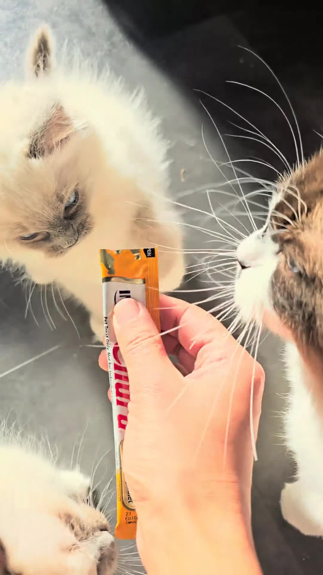 Ragdoll cats for sale: ✨**SOLD**- GCCF Registered Ragdolls - Video 3