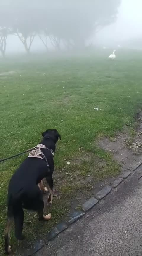 Mixed Breed dogs for adoption: Bella, 2 yrs old. Reserved STC. - Video 2