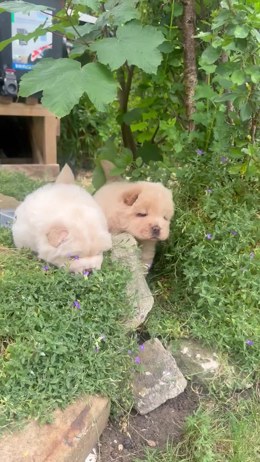 Chow Chow dogs for sale: Platinum chow chow  - Video 2
