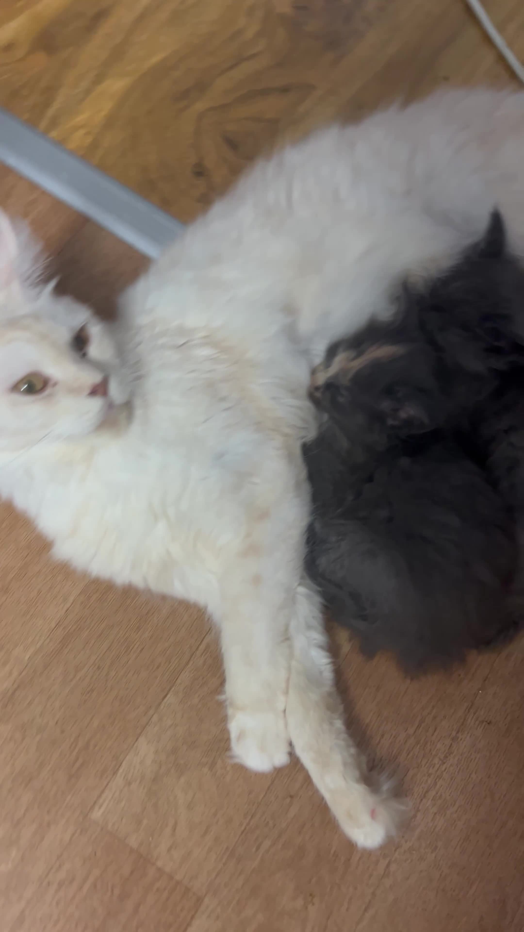 Maine Coon cats for sale: Maine coon girls - Video 1