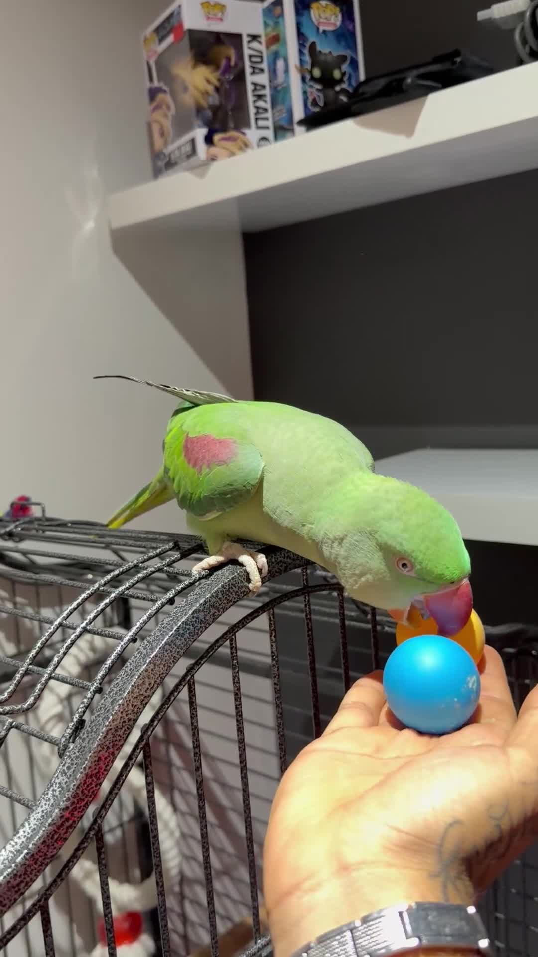 Parrots birds for sale: Hand-Tamed & Trained Alexandrine Parrot in Rotherham - Video 3
