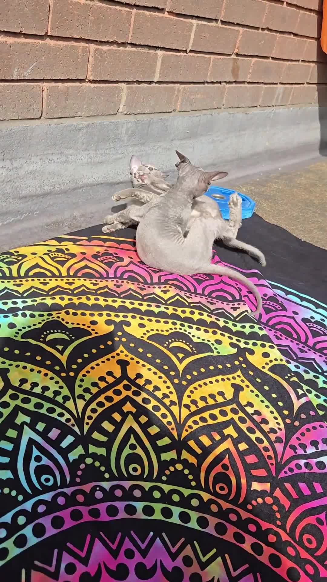 Sphynx cats for sale: Rare Light Blue Boys – Velour Coat & Stunning Eyes - Video 1