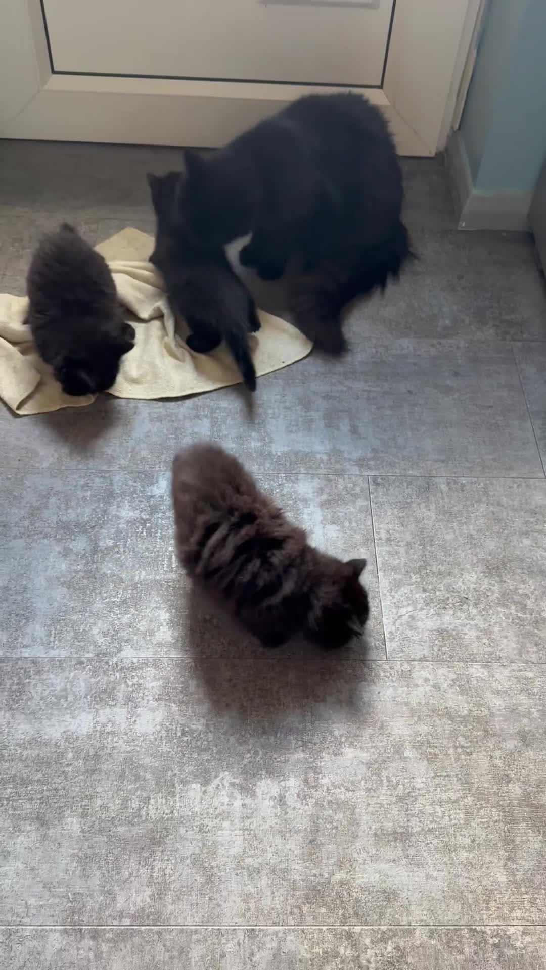 Mixed Breed cats for sale: Kittens - Video 1