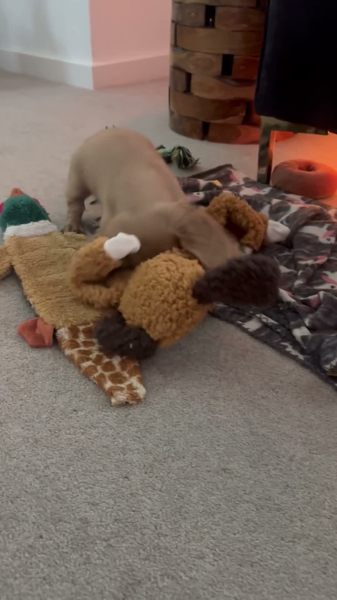 Miniature Dachshund dogs for sale: REDUCED READY TO GO! Ziggy last boy Long haired  - Video 1