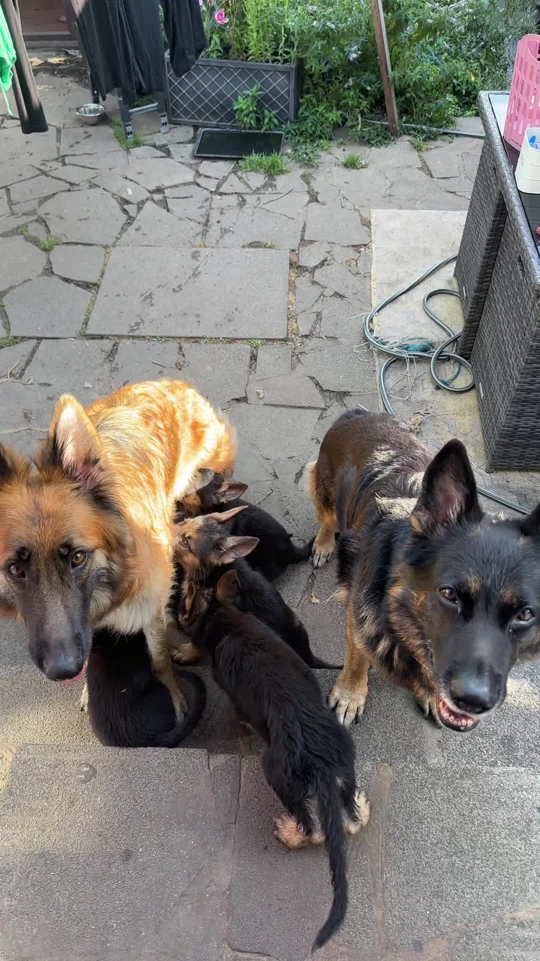 German Shepherd dogs for sale: German Shepherd puppies Males and Females - Video 1