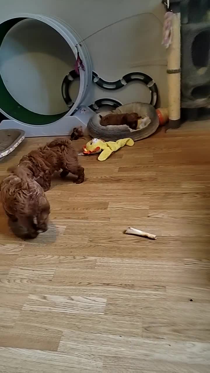 Cavapoo dogs for sale: Reserved pendling collection  - Video 1