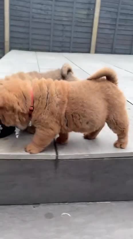 Chow Chow dogs for sale: 2 beautiful chow chows available. - Video 4