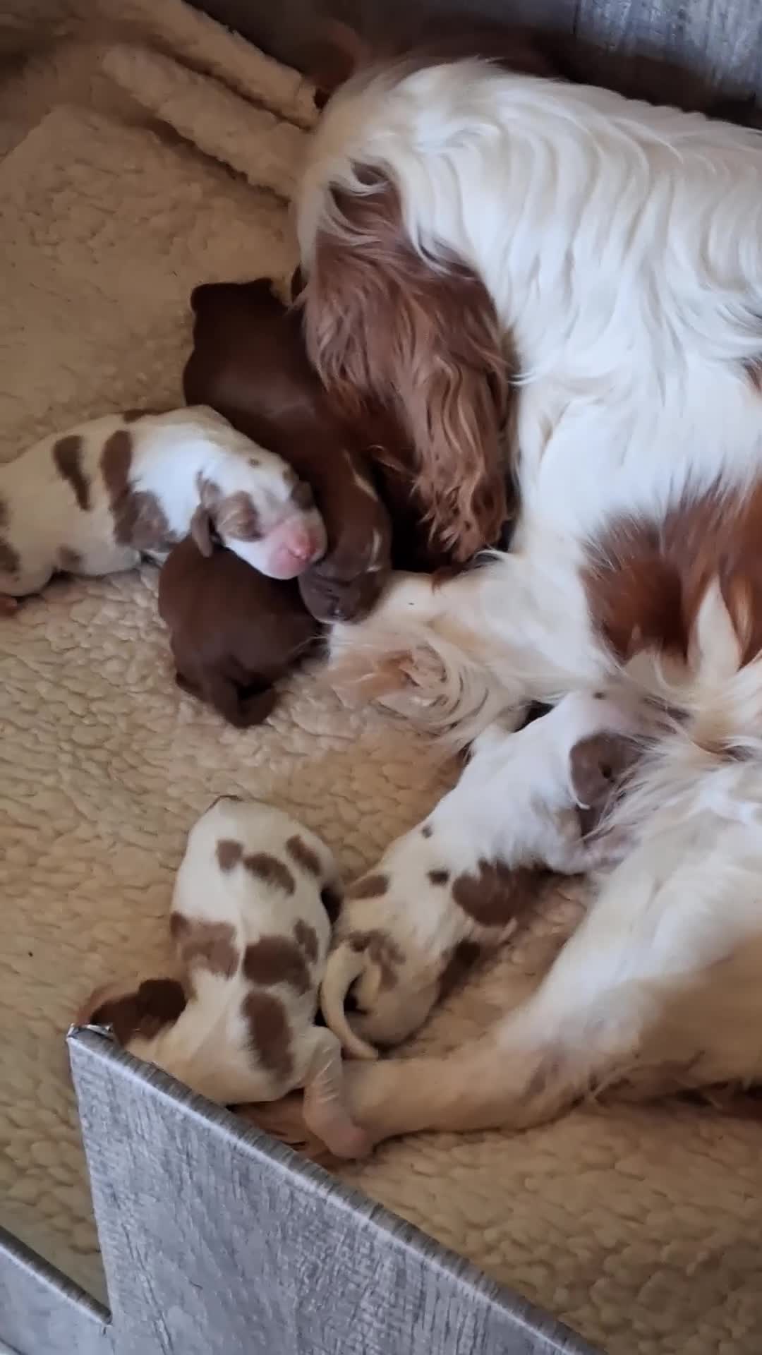 Cavalier King Charles Spaniel dogs for sale: Cavalier king Charles fully health tested lines - Video 1