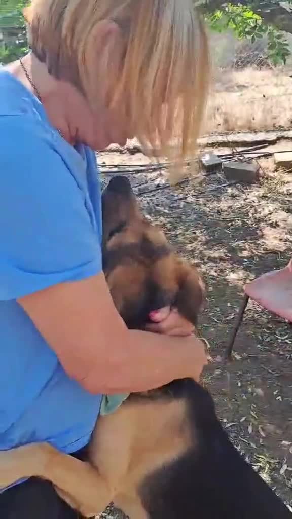 Mixed Breed dogs for adoption: Simba is looking for his forever home  - Video 2