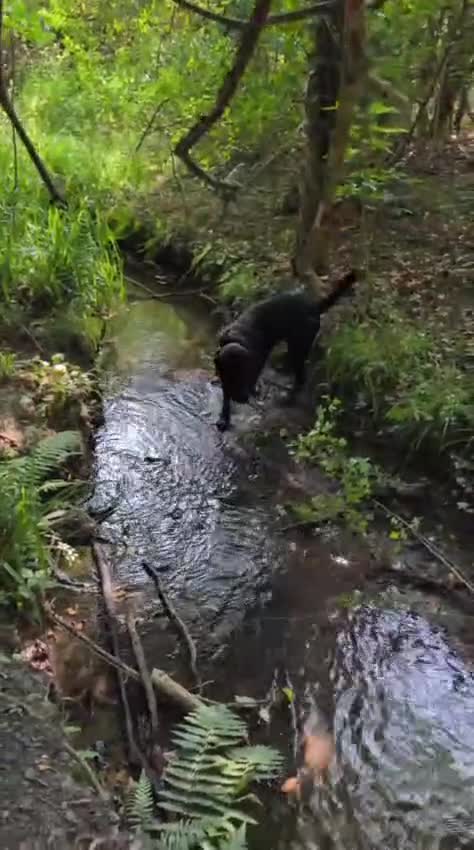 Labrador Retriever dogs for stud: Black Labrador Retriever for stud  - Video 1