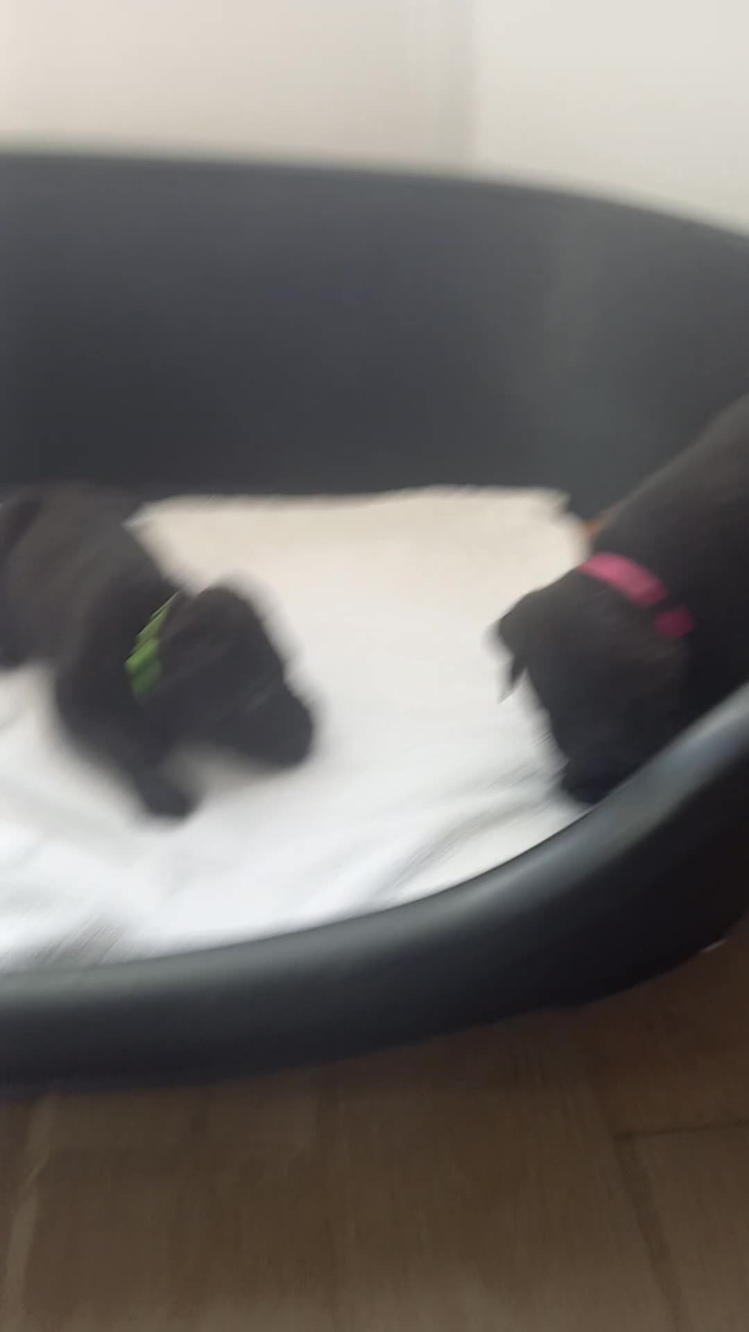 Cane Corso dogs for sale: ONE & ONLY UK LITTER DEL DYRIUM BLOOD LINES  🖤  - Video 2