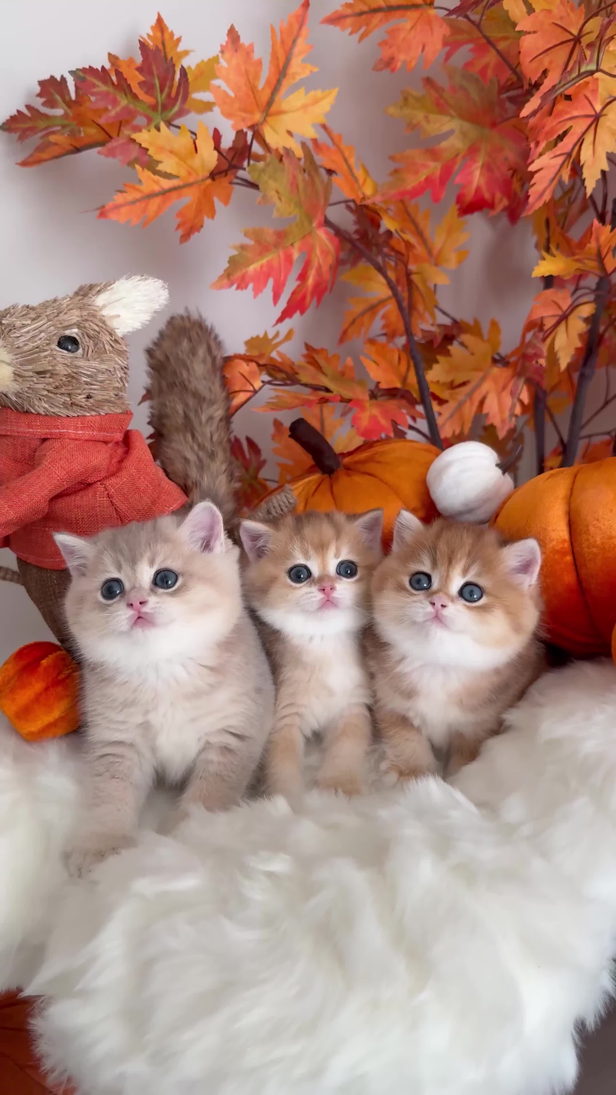 British Shorthair cats for sale: Blue Golden British Shorthair - Video 2