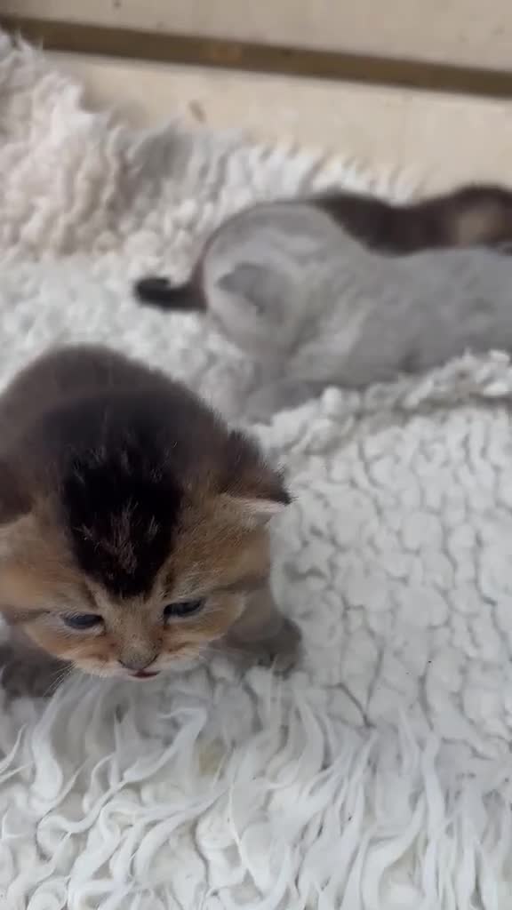 British Shorthair cats for sale: Exquisite British shorthair kittens - Video 1