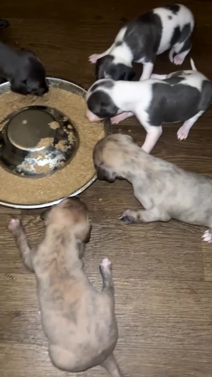 Whippet dogs for sale: Stunning litter of whippets  - Video 1