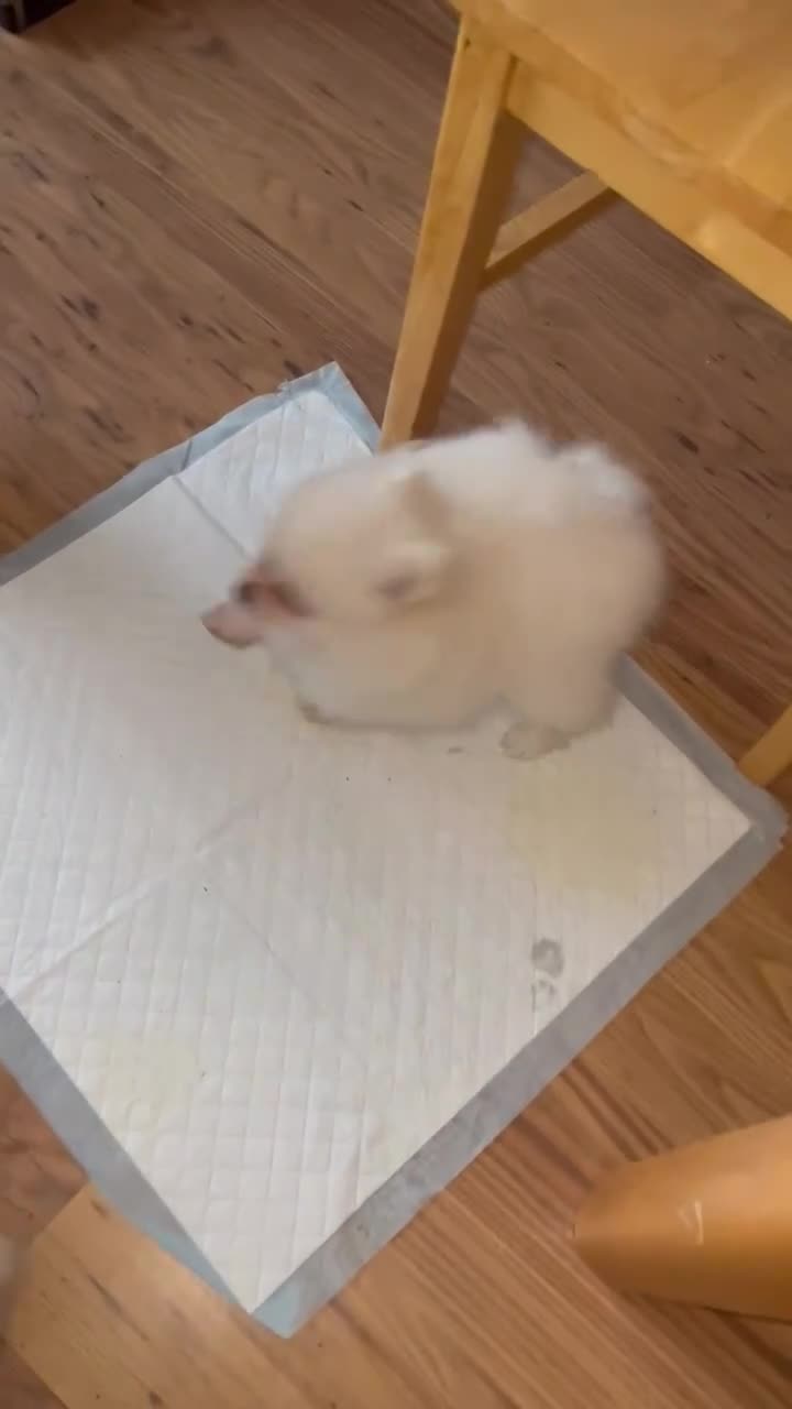 Pomeranian dogs for sale: ❤️Beautiful Pomeranian puppies❤️ - Video 2