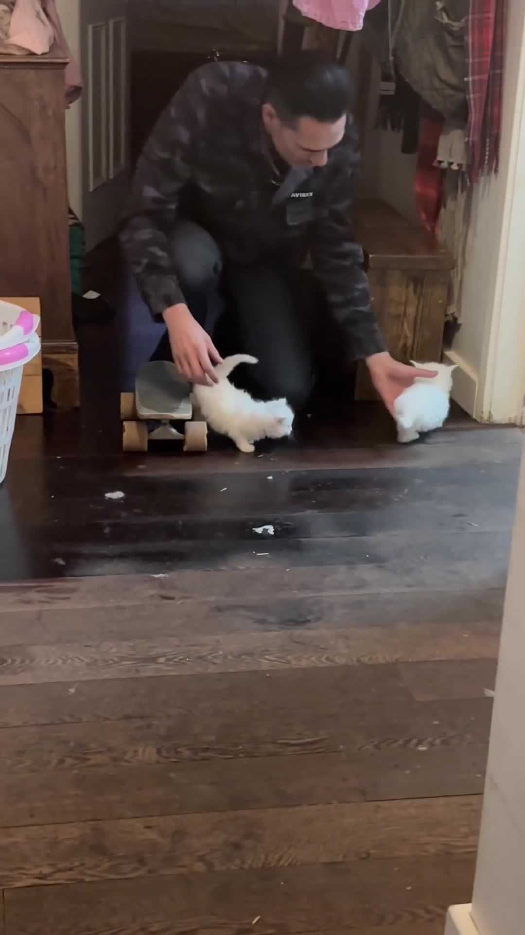 Norwegian Forest Cat cats for sale: I saved the best girl for last!  - Video 1