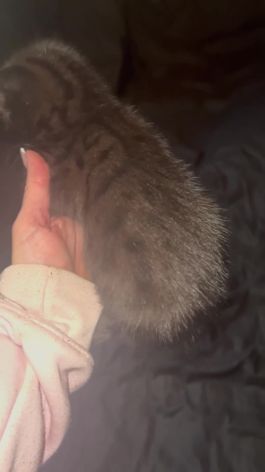 Bengal cats for sale: Half Bengal kittens 1 black majestic  - Video 1