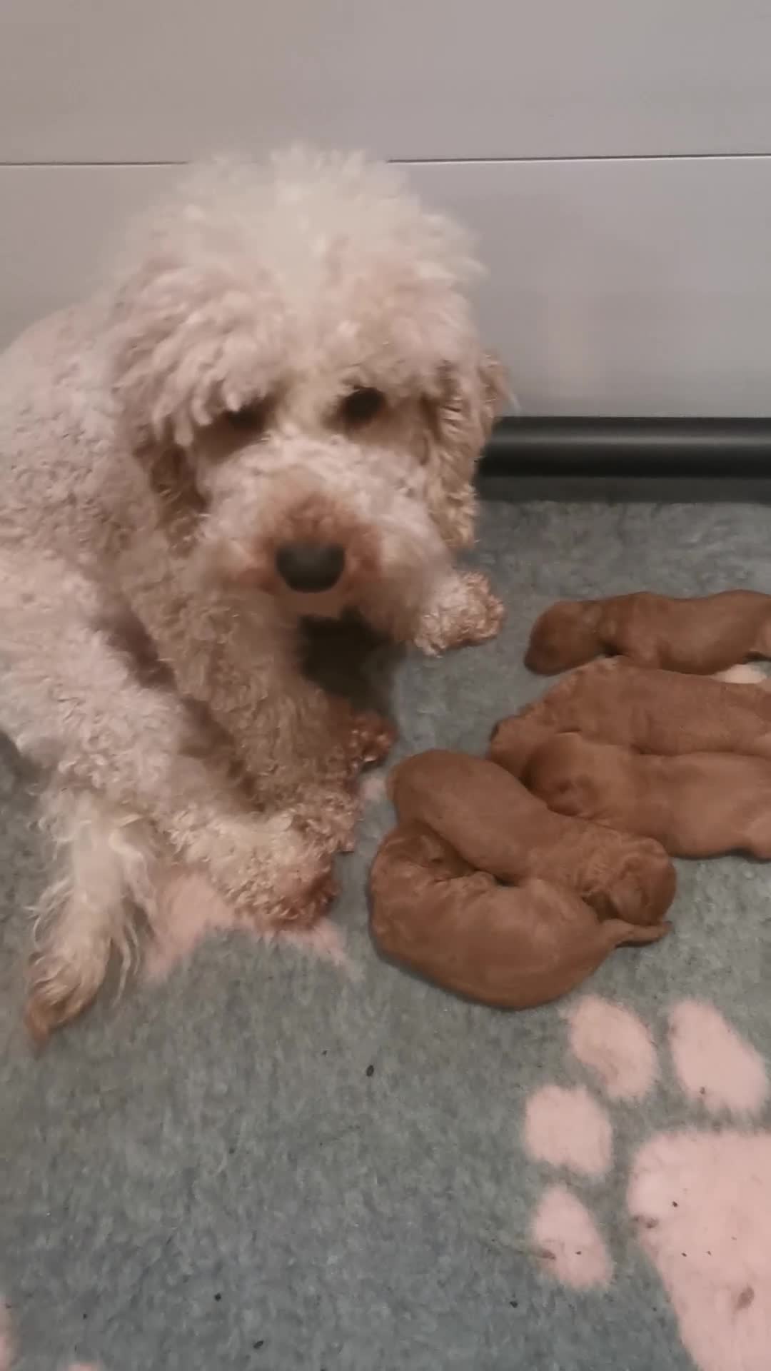 Cavapoo dogs for sale: EXTENSIVELY HEALTH TESTED F1B CAVAPOO PUPPIES  - Video 1