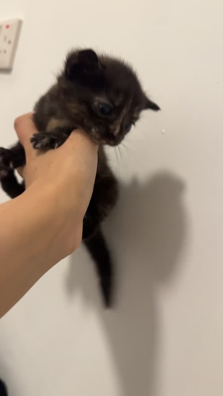 Perdoll cats for sale: Persian x Turkish Angora LAST ONE LEFT - Video 1