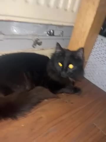 Mixed Breed cats for sale: Beautiful black cat wants a new home! in Luton - Video 2