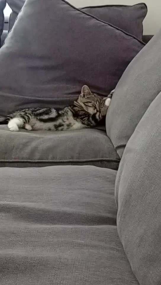 Mixed Breed cats for sale: Female kitten - Video 1