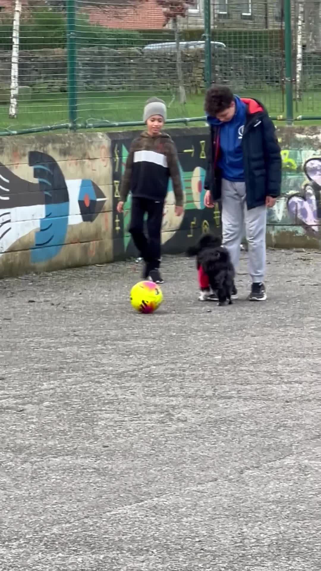 Lhasa Apso dogs for sale: 🐾 Beautiful 1-Year-Old Black Male Lhasa Apso 🐾 - Video 1