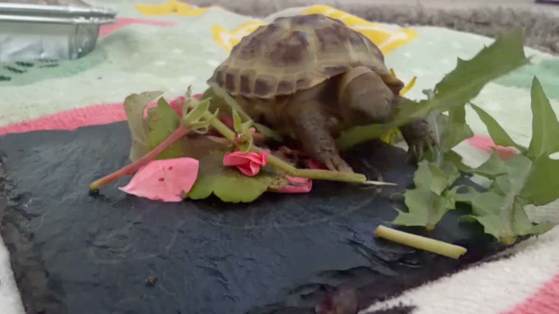 Tortoise reptiles for sale: Sheldon Tortoise  in Bolton - Video 1